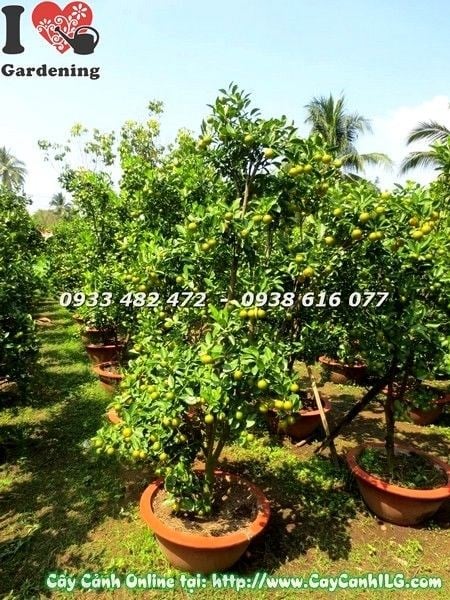Cây tắc 160cm trĩu quả vàng cam đẹp tại vườn ILG