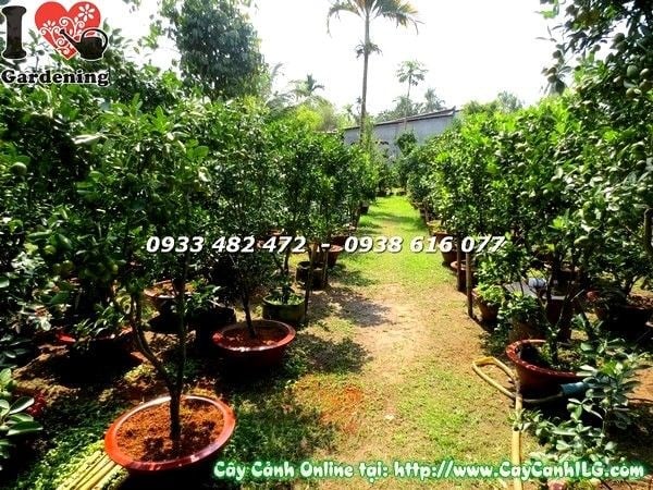 Chi tiết trái tắc vàng cam sai trĩu cành cây cao 160cm