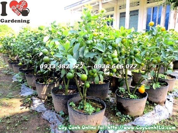 Cây tắc quất Ms:19567 quả vàng rực – mua sỉ lẻ tại ILG caycanhilg.com
