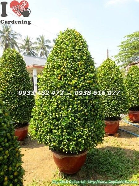 Cây tắc Tết đẹp nhiều trái vàng trưng bày trang trí Tết