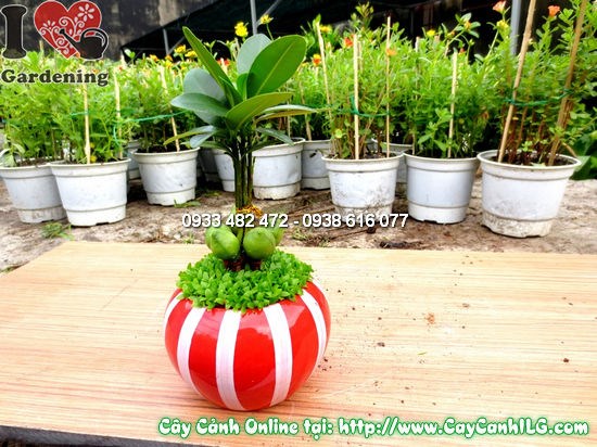 Cây tài lộc cao 10cm – chậu mini may mắn trang trí bàn làm việc