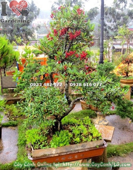 Cây táo gai bonsai cao 80cm dáng cổ thụ đẹp Ms 13458