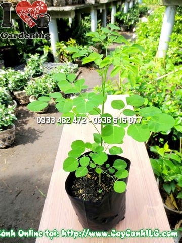 Đặc điểm cây Thần Diệu Moringa oleifera cao 35cm