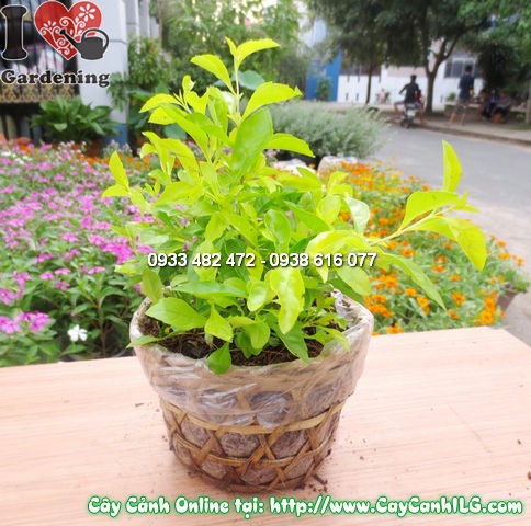 Tạo dáng bonsai cây Thanh Quan – cắt tỉa đúng kỹ thuật