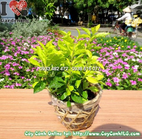 Cây Thanh Quan bung hoa trắng rực rỡ – mẹo kích hoa hiệu quả