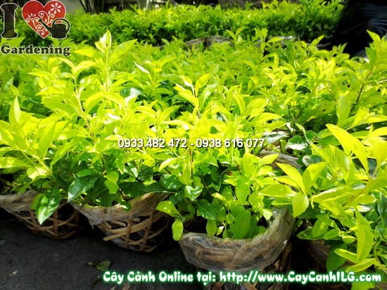 Cây Thanh Quan – bonsai mini cổ kính, thân gỗ uốn đẹp