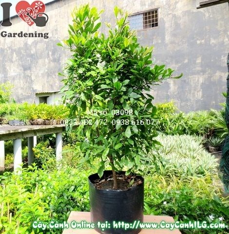 Cây thần kỳ sai quả đỏ bắt mắt