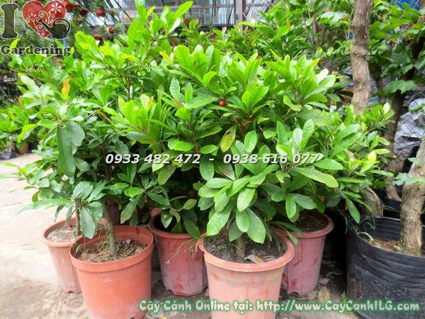 Cây thần kỳ có trái cao 50cm