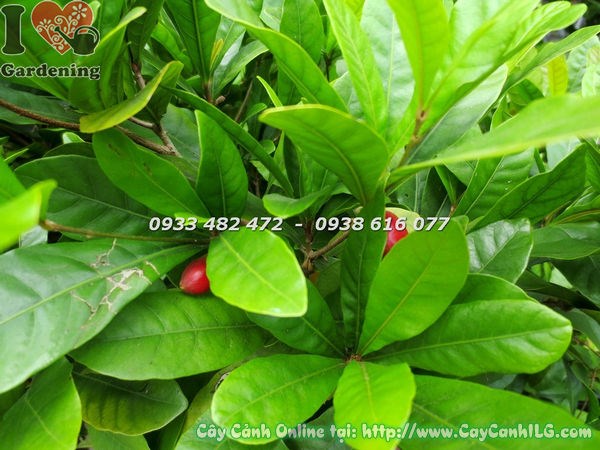 Cây thần kỳ trái đỏ đẹp tại vườn ILG