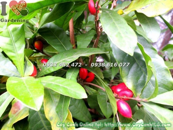 Đặc điểm cây thần kỳ Synsepalum dulcificum cao 50cm
