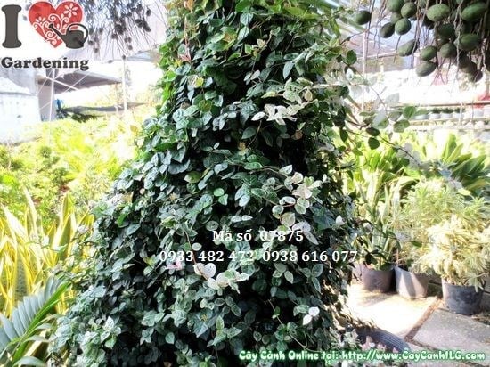 Cây thằn lằn cẩm thạch lớn leo tường – ứng dụng cảnh quan công trình