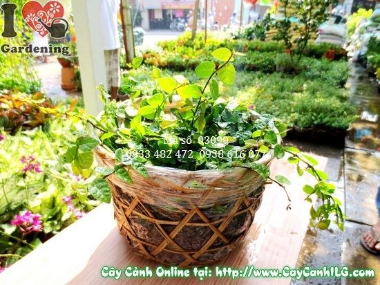 cây thằn lằn cao 15cm trồng số lượng lớn cảnh quan