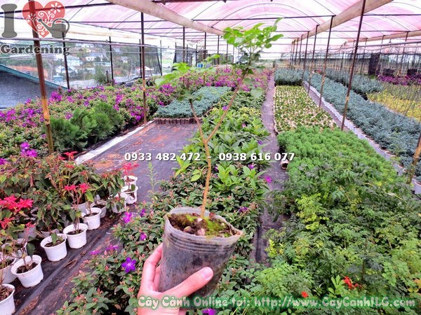 Hoa thiên lí đỏ nở rực rỡ – cây cao 50cm tại ILG