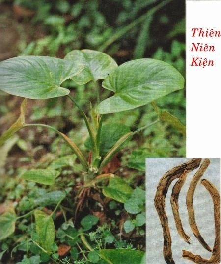 Cây thiên niên kiện vị thuốc quý chữa bệnh xương khớp