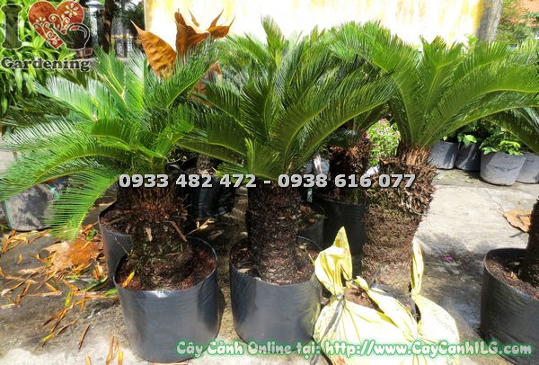 Cây thiên tuế lóng 3 tấc – phù hợp trang trí nội thất và tiểu cảnh