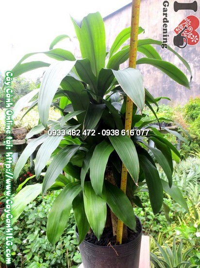 Cây Thiết Mộc Lan 5 Khúc 75cm - góc nhìn toàn cảnh