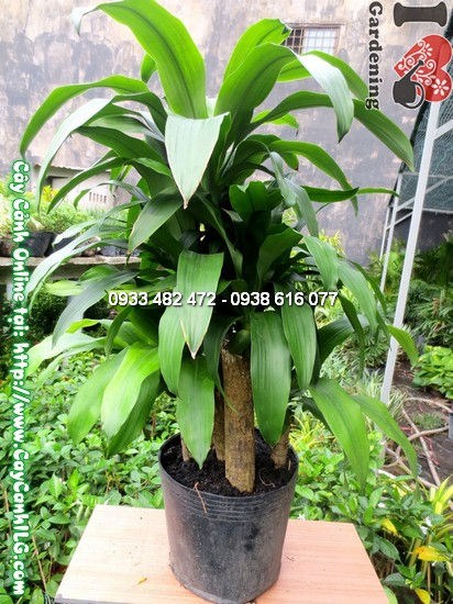 Cây Thiết Mộc Lan 5 Khúc cao 75cm - bộ cây nội thất sang trọng