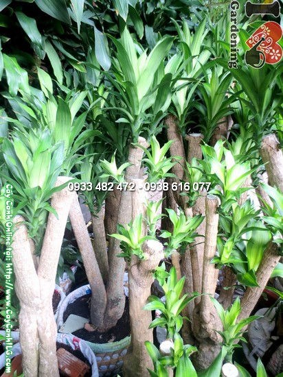 Cây Thiết Mộc Lan Gốc Lớn 1,5m - dáng đứng đẹp, gốc trưởng thành