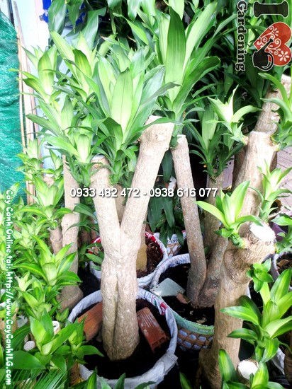 Thiết Mộc Lan Gốc Lớn 1,5m - lá xanh bóng, thân khỏe