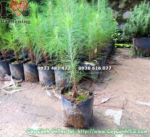 Cây thông caribe mới cho vùng nhiệt đới cao 30cm – giống thông triển vọng tại ILG