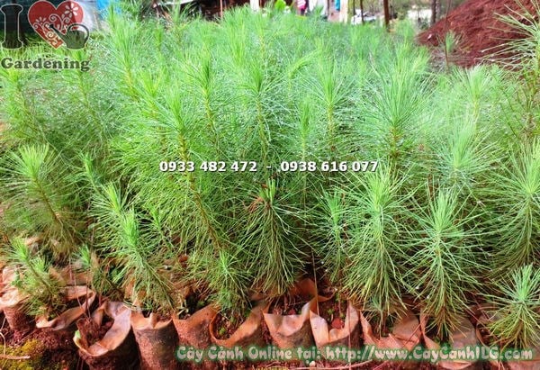 Hình ảnh cây thông giống các loại mã 15627 tại ILG