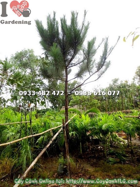 Cây thông nhiệt đới cao 3m trồng sân vườn công trình cảnh quan - ILG