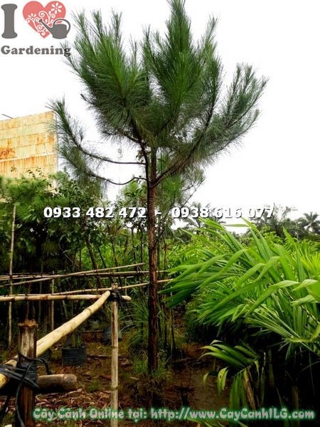 Cây thông nhiệt đới cao 3m - Ms 17809 - cây cảnh công trình sân vườn
