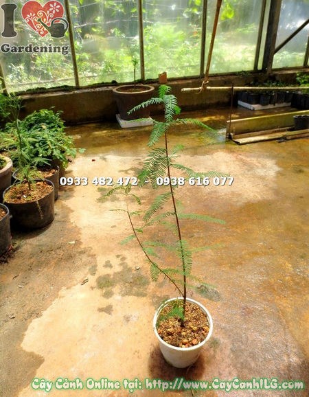Rễ khí sinh và bộ gốc cây Thông Nước Giống