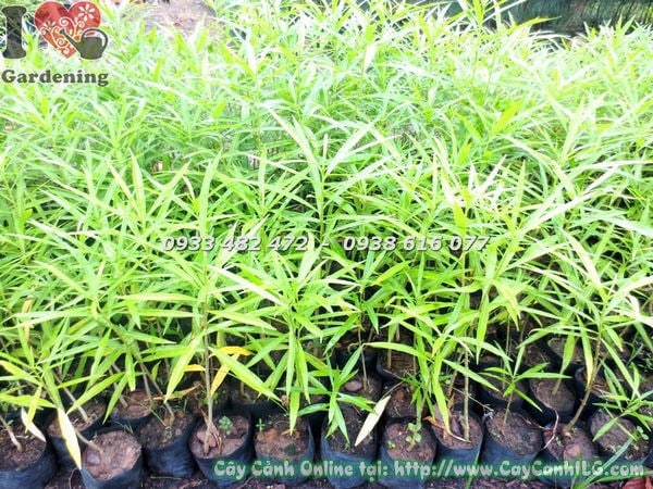 Cây thông thiên cao 30cm hoa vàng đẹp trồng hàng loạt