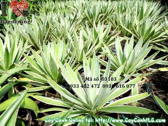 Cây Thùa trang trí sân vườn nhiệt đới