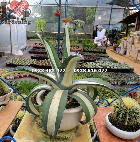 Cây thùa mới lá sọc vàng độc đáo, phù hợp trang trí sân vườn và công trình