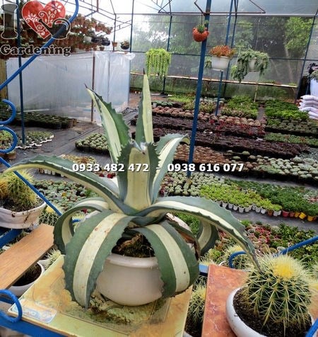 Cây thùa mới trồng sỉ số lượng lớn cho công trình cảnh quan
