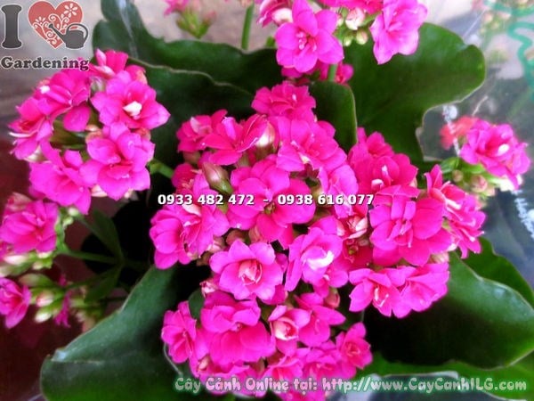 hoa kép cây thuốc bỏng chậu nhỏ 15cm