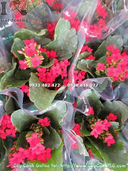 đặc điểm lá và hoa cây thuốc bỏng hoa kép chậu nhỏ
