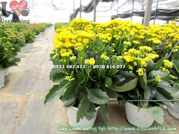 Cây thuốc bỏng hoa kép vàng cao 25cm – dáng cây gọn đẹp