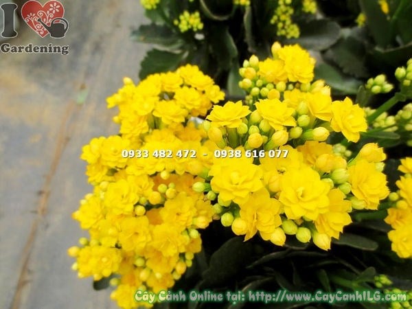 Hoa kép vàng rực rỡ của cây thuốc bỏng cao 25cm