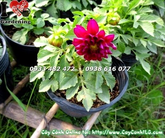 Chăm sóc cây thược dược lùn 15-25cm ra hoa rực rỡ