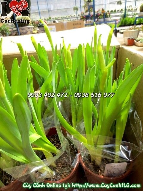 Cây thủy tiên hoa vàng cao 25cm trưng bày không gian
