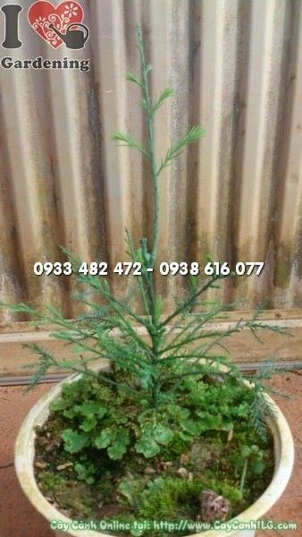 Cây Thủy Tùng giống cao 30cm - giai đoạn bắt đầu phát triển