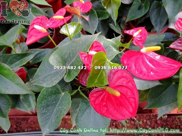 Lộ trình phát triển tiểu hồng môn hoa đỏ chậu lớn cao 30cm