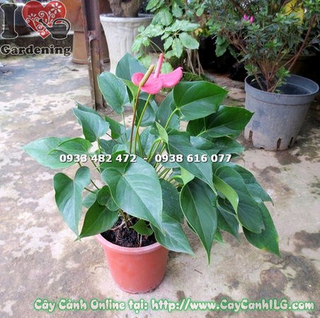 Cây Tiểu Hồng Môn lớn lá xanh bóng hoa hình trái tim