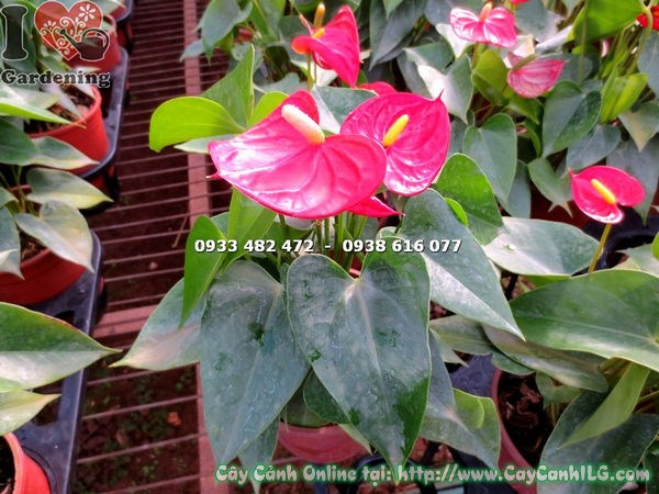 Cây tiểu hồng môn đỏ 30cm – mo hoa đỏ rực, lá xanh bóng