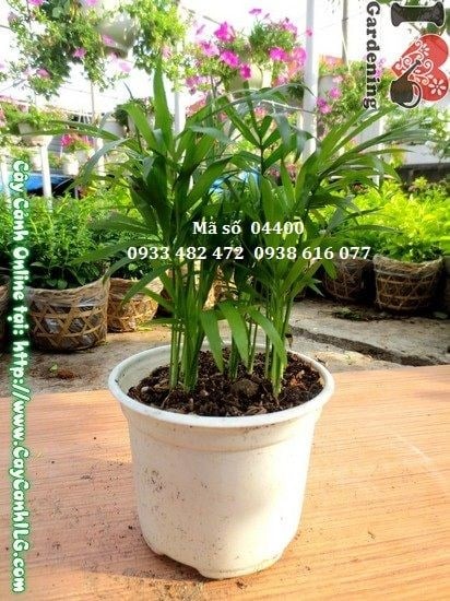 Cây tiểu trâm 10cm – trang trí bàn làm việc, văn phòng