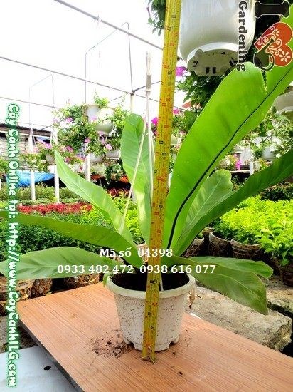 Cây Tổ Điểu cao 30cm tại vườn ILG – lá xanh bóng mượt, dáng tổ chim đặc trưng