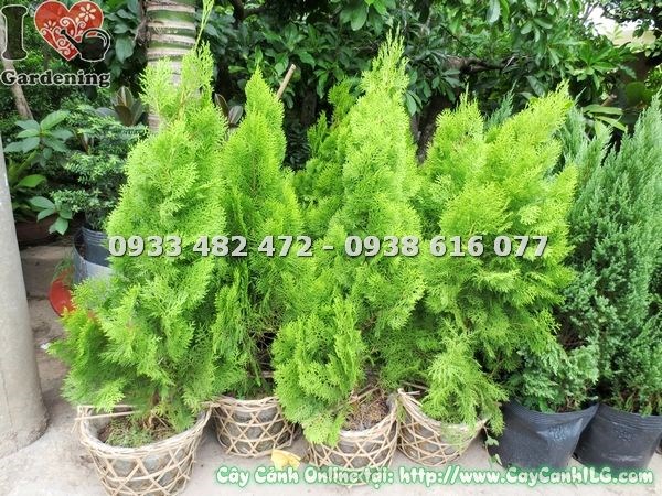 Cây trắc bách diệp cao 0.8m tươi tốt xanh mát