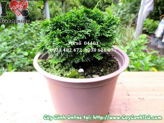 Cây trắc xoắn 10cm – lá đẹp đặc trưng, thân nhỏ dễ uốn tạo dáng bonsai