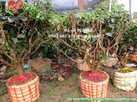 Cây trà gốc 0,7m – lá xanh bóng, thích hợp tạo hàng rào cảnh quan