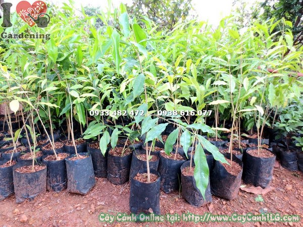 Cây trầm hương giống cao 50cm – cây nhỏ dễ trồng, dễ chăm sóc