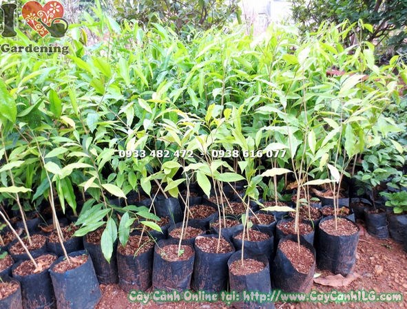 Cây trầm hương giống – nhân giống từ hạt và giâm cành chất lượng cao