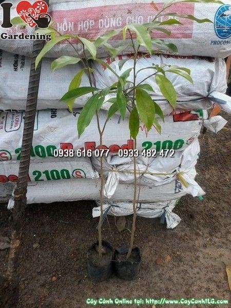 Cây trầm hương – nhận biết và xử lý sâu bệnh hiệu quả